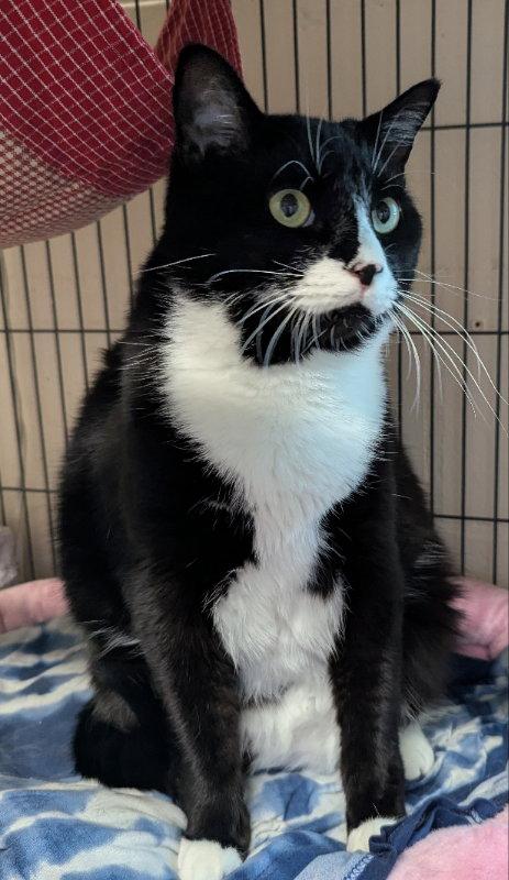 Enlarge Lewes, a Adopted Tuxedo in Ocala, FL image 1/1