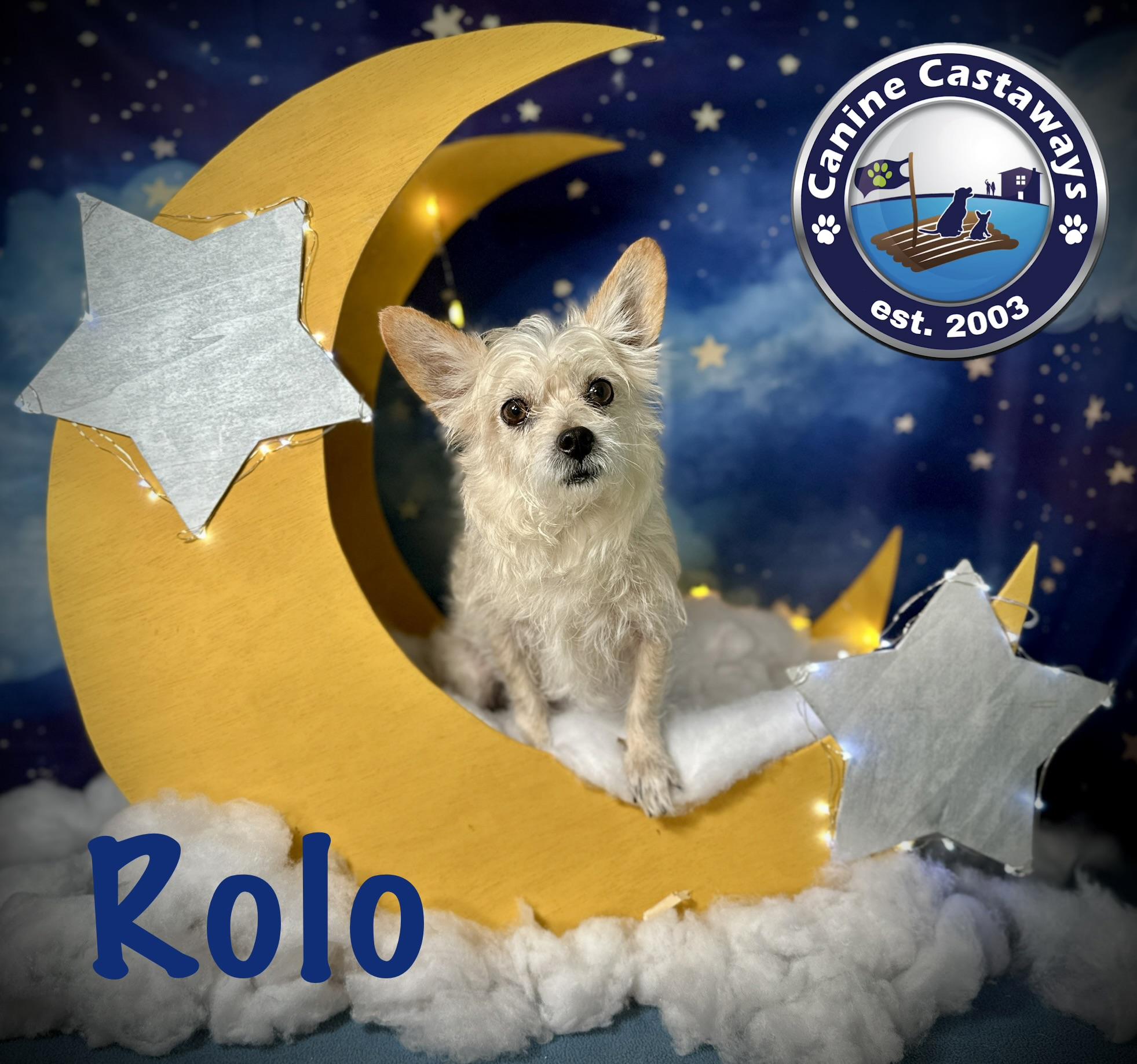 Rolo, ADOPTABLE, Adult Male Yorkshire Terrier & Chihuahua.