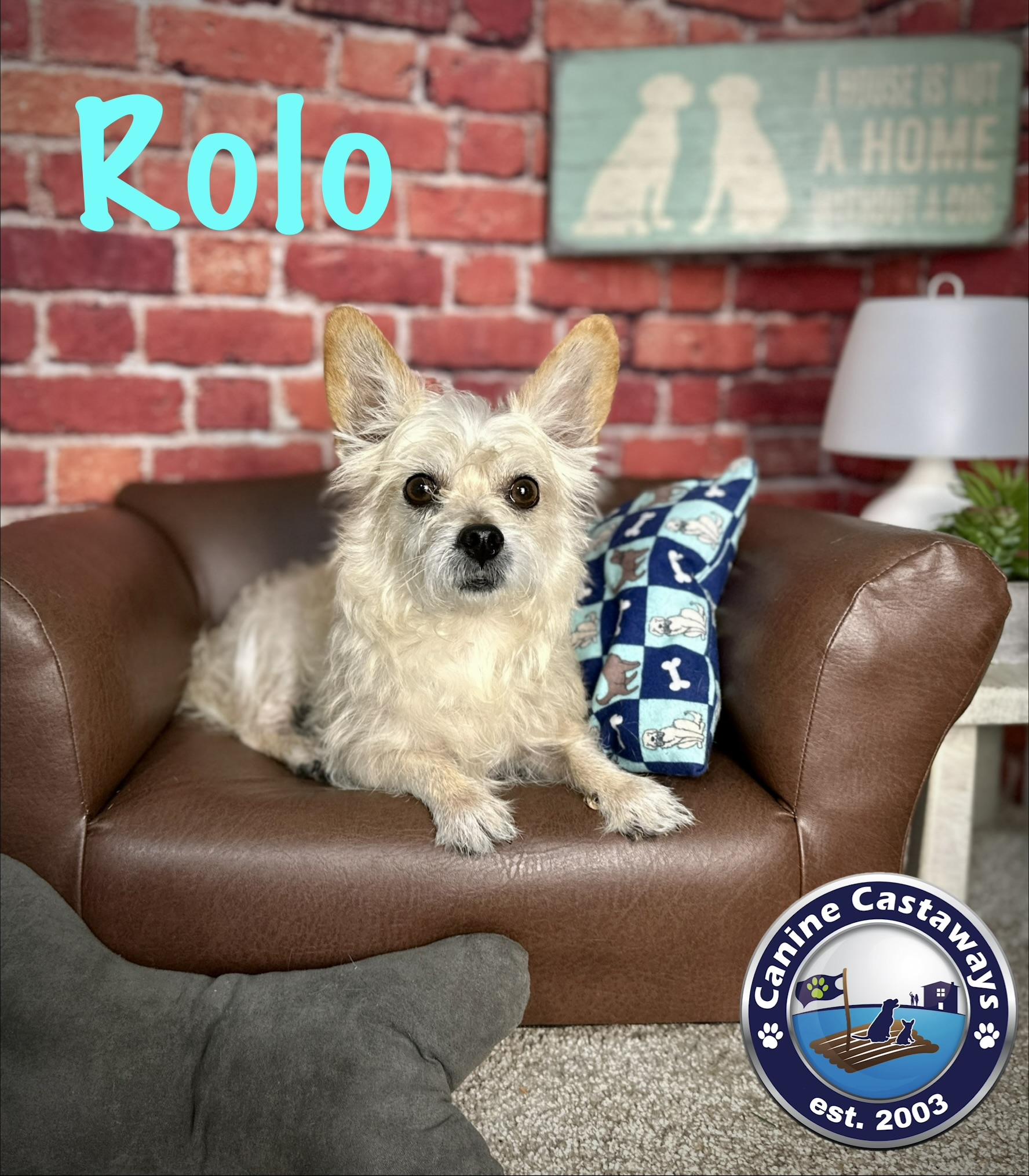 Rolo, a ADOPTABLE mixed breed in Arcadia, FL image 4/5