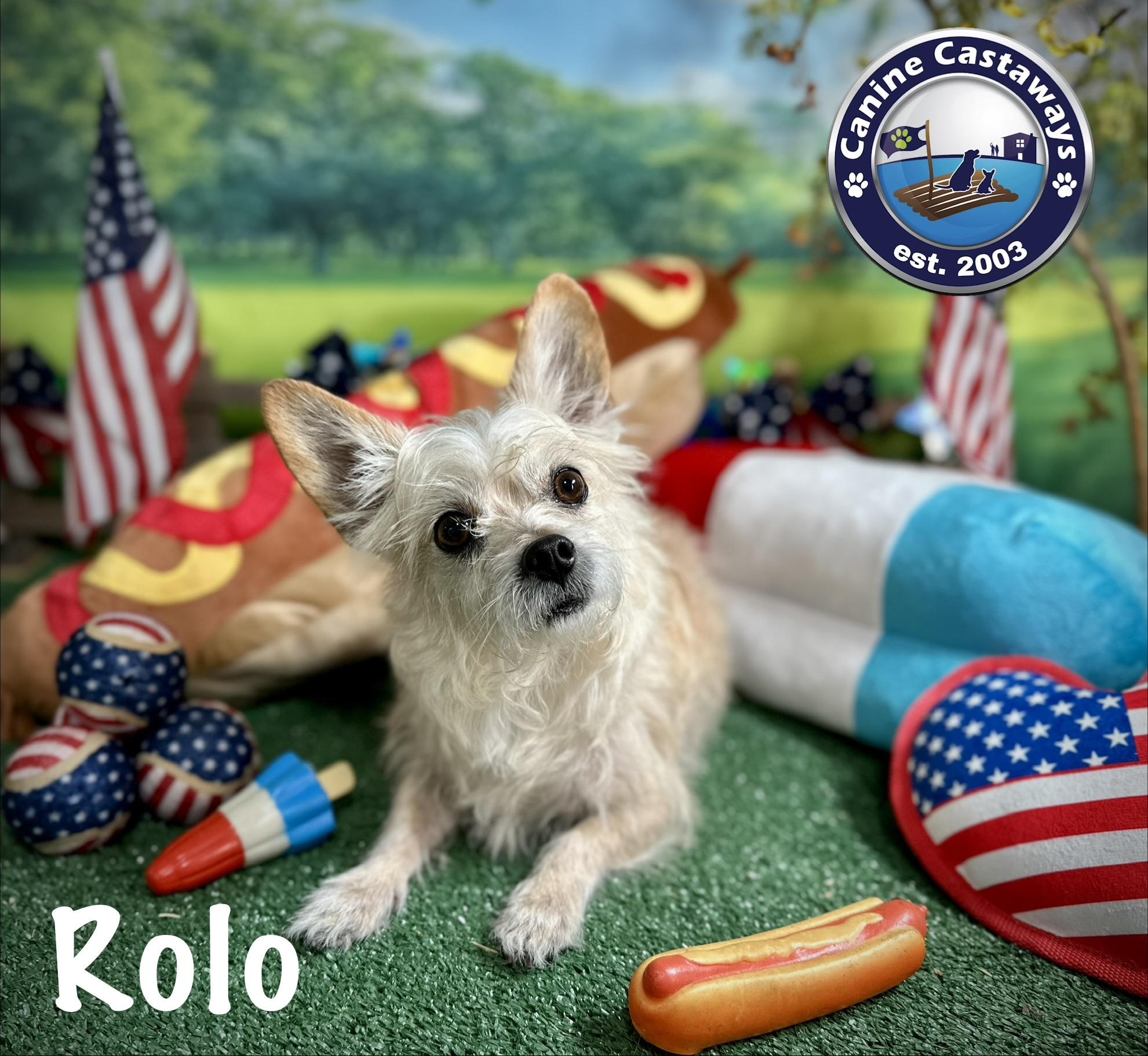 Rolo, a ADOPTABLE mixed breed in Arcadia, FL image 5/5