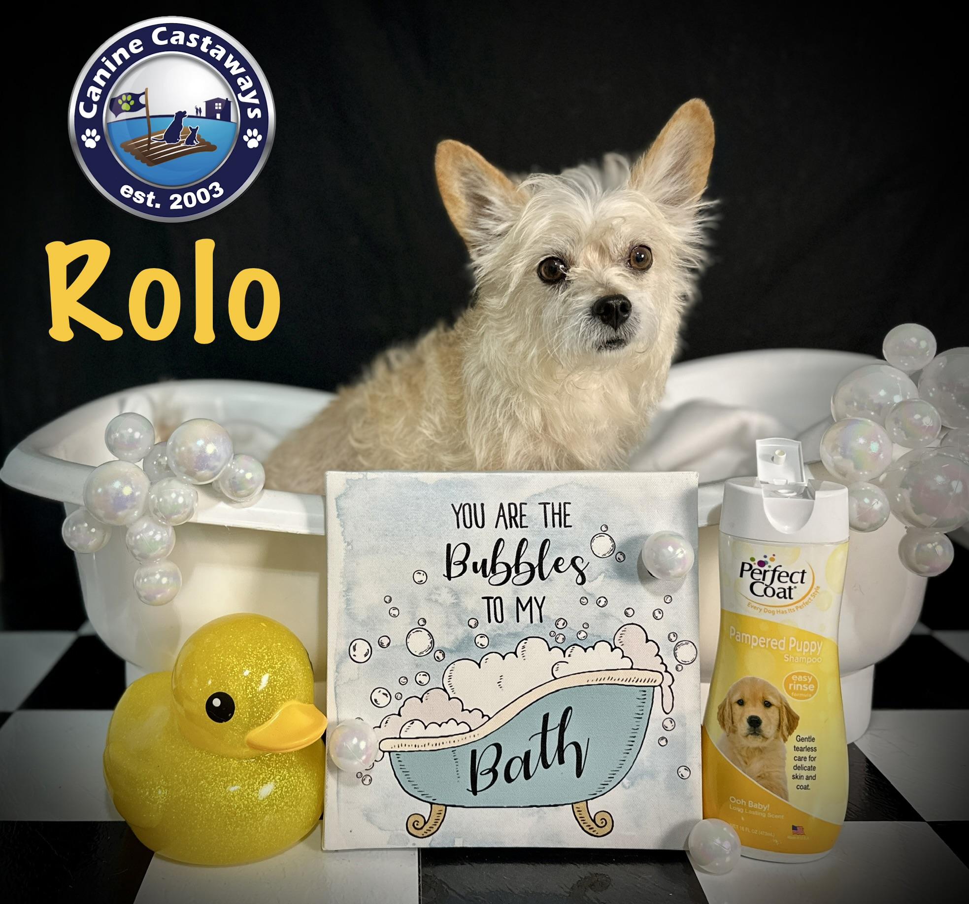 Rolo, a ADOPTABLE mixed breed in Arcadia, FL image 3/5