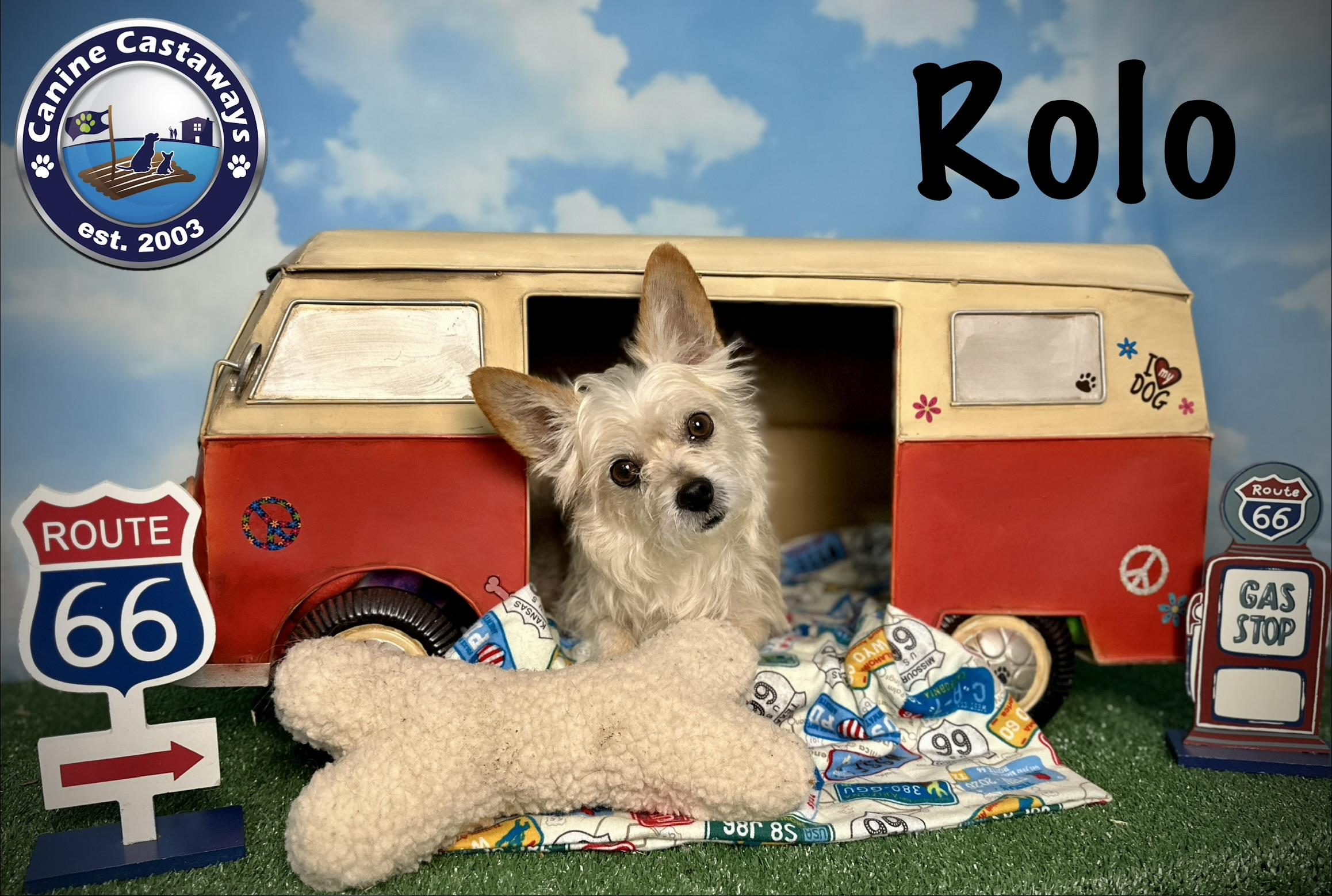 Rolo, a ADOPTABLE mixed breed in Arcadia, FL image 2/5