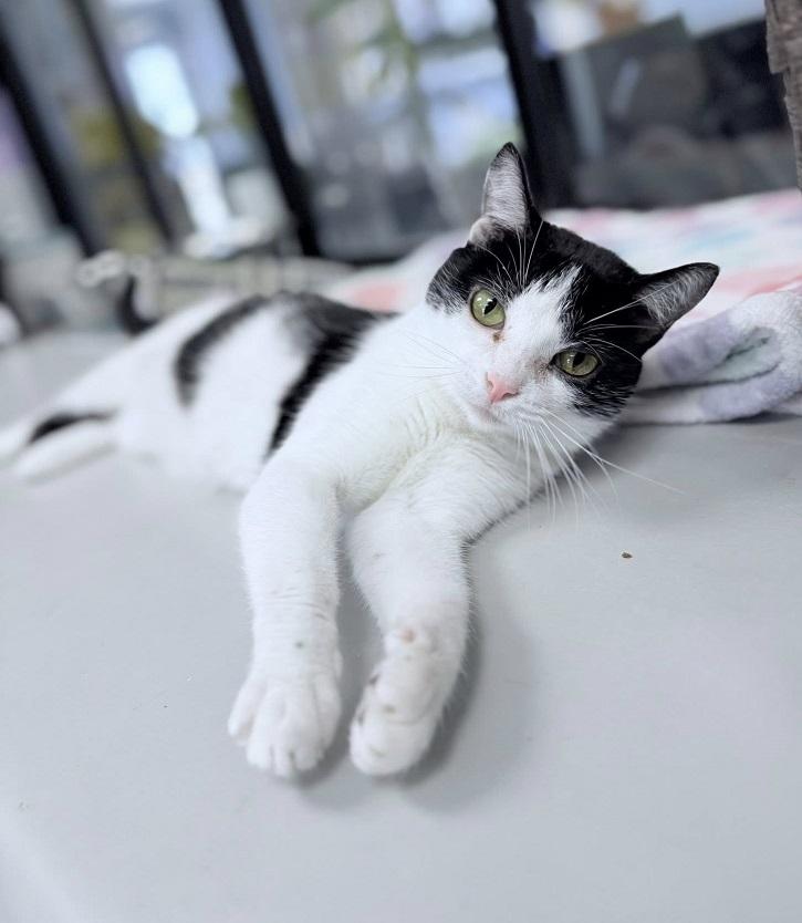 PERJURY, ADOPTABLE, Adult Female Domestic Short Hair.