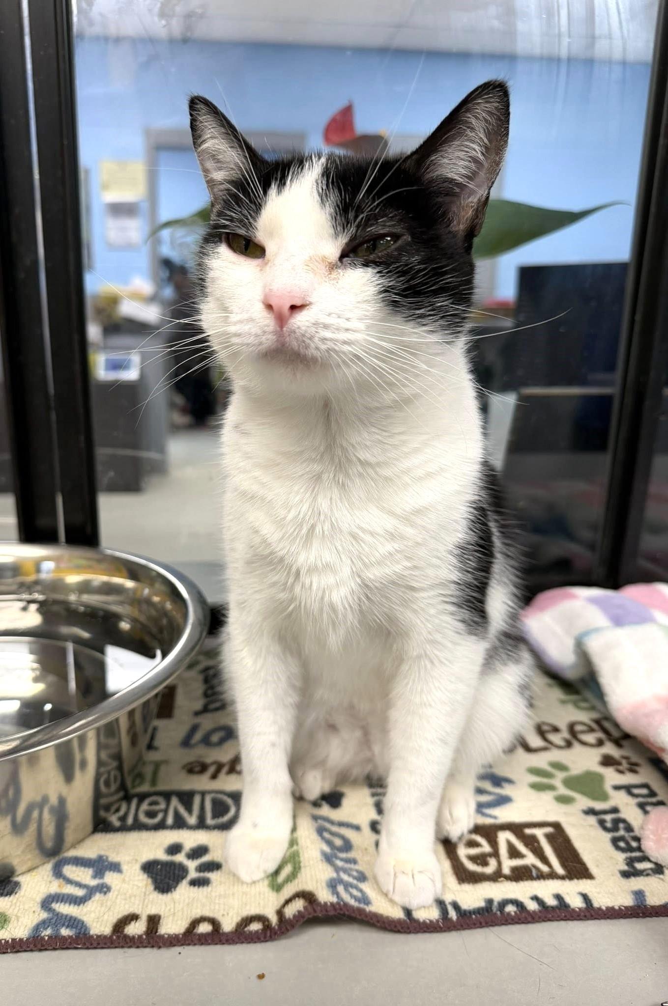 Enlarge PERJURY, a ADOPTABLE Domestic Short Hair in Pegram, TN image 2/3