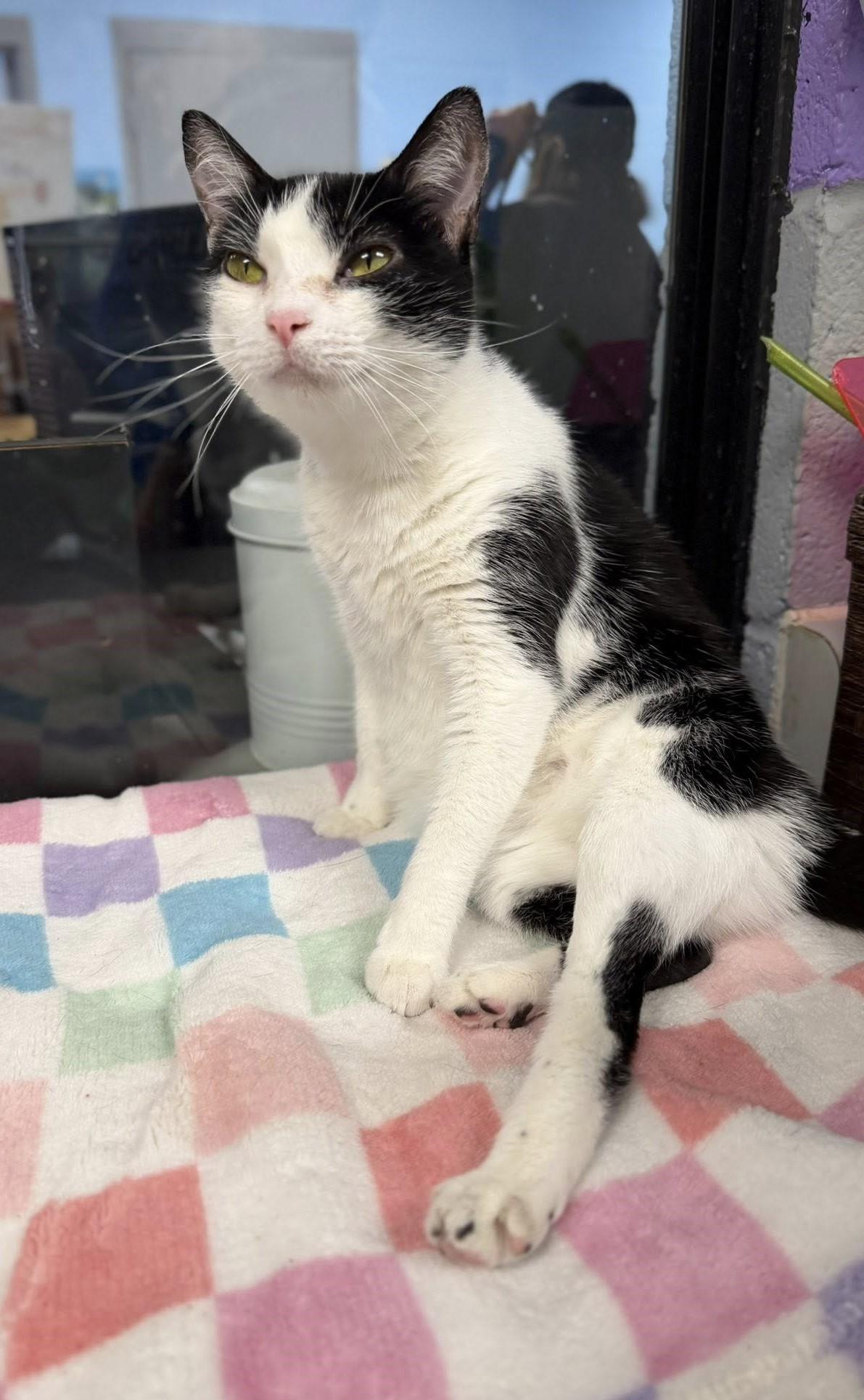 Enlarge PERJURY, a ADOPTABLE Domestic Short Hair in Pegram, TN image 3/3