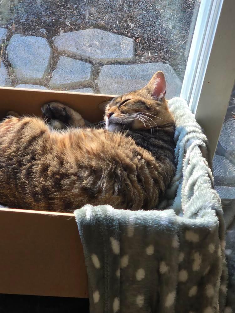 Enlarge Nami & Kaidau, a Adoptable mixed breed in Brampton, ON image 1/4