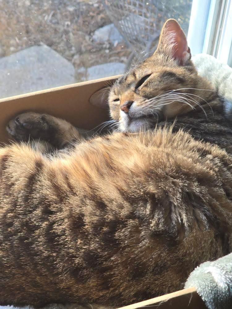 Enlarge Nami & Kaidau, a Adoptable mixed breed in Brampton, ON image 2/4