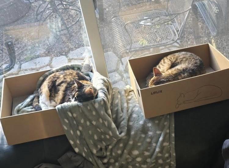 Enlarge Nami & Kaidau, a Adoptable mixed breed in Brampton, ON image 3/4