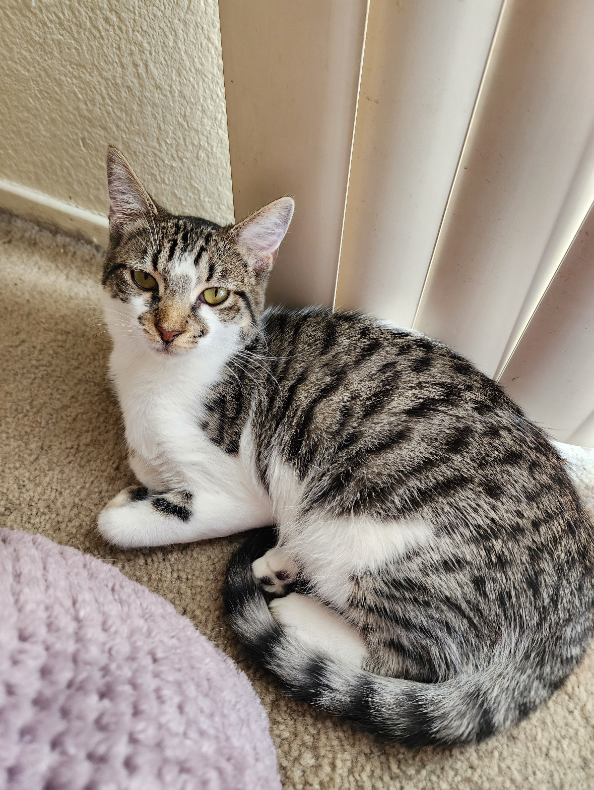 Hazel, Adoptable, Young Female Domestic Short Hair.