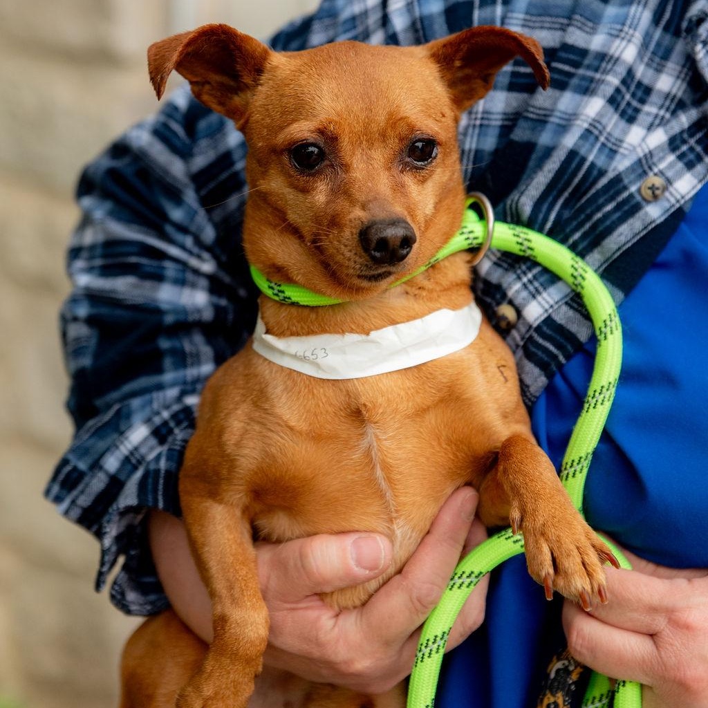 Bayo, a Adoptable mixed breed in Chester Springs, PA image 3/5