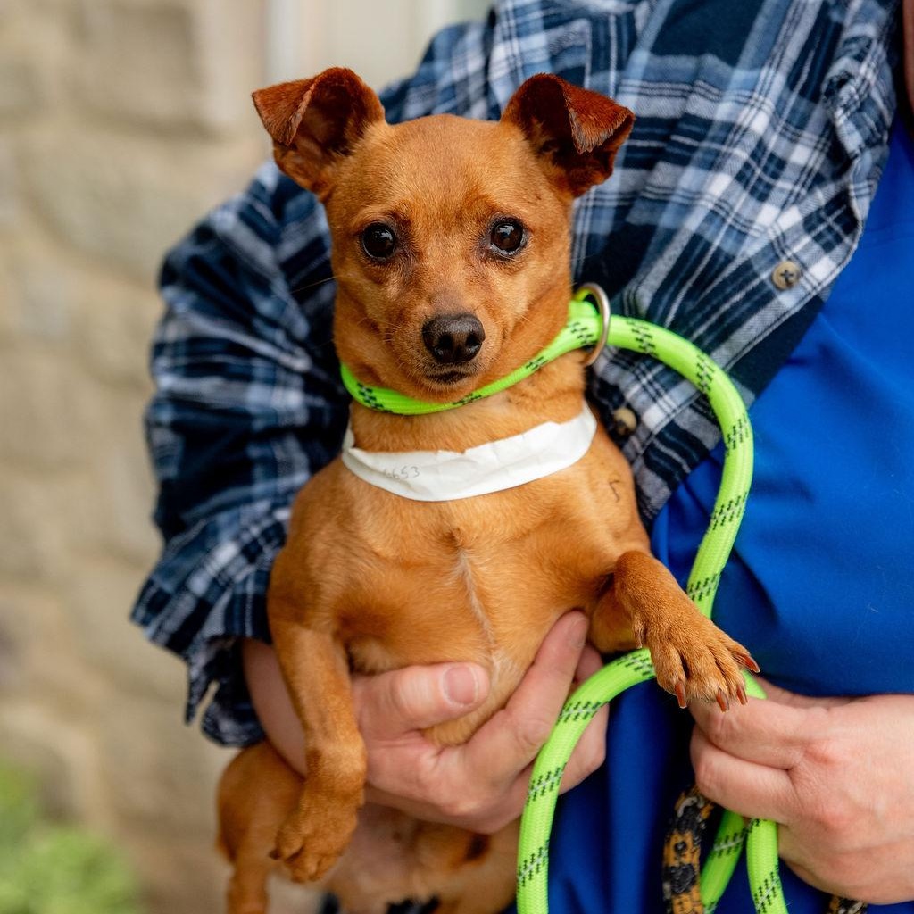Bayo, a Adoptable mixed breed in Chester Springs, PA image 2/5