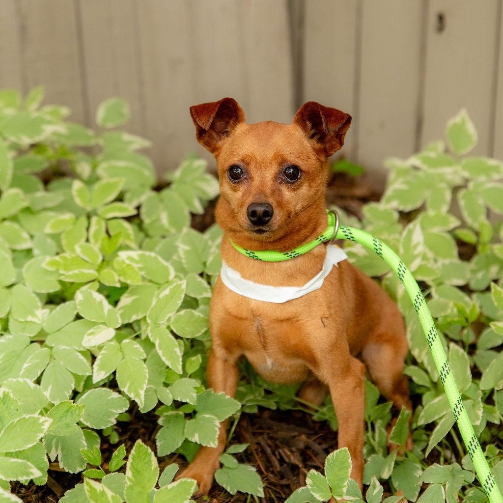 Bayo, a Adoptable mixed breed in Chester Springs, PA image 4/5