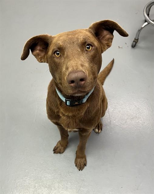Brownie, a ADOPTABLE Chocolate Labrador Retriever in Phoenix, OR image 2/4