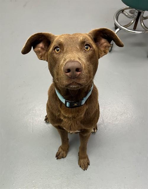 Brownie, a ADOPTABLE Chocolate Labrador Retriever in Phoenix, OR image 4/4