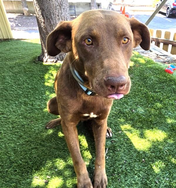 Brownie, a ADOPTABLE Chocolate Labrador Retriever in Phoenix, OR image 1/4