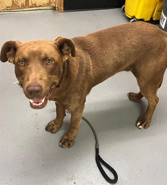 Brownie, a ADOPTABLE Chocolate Labrador Retriever in Phoenix, OR image 3/4