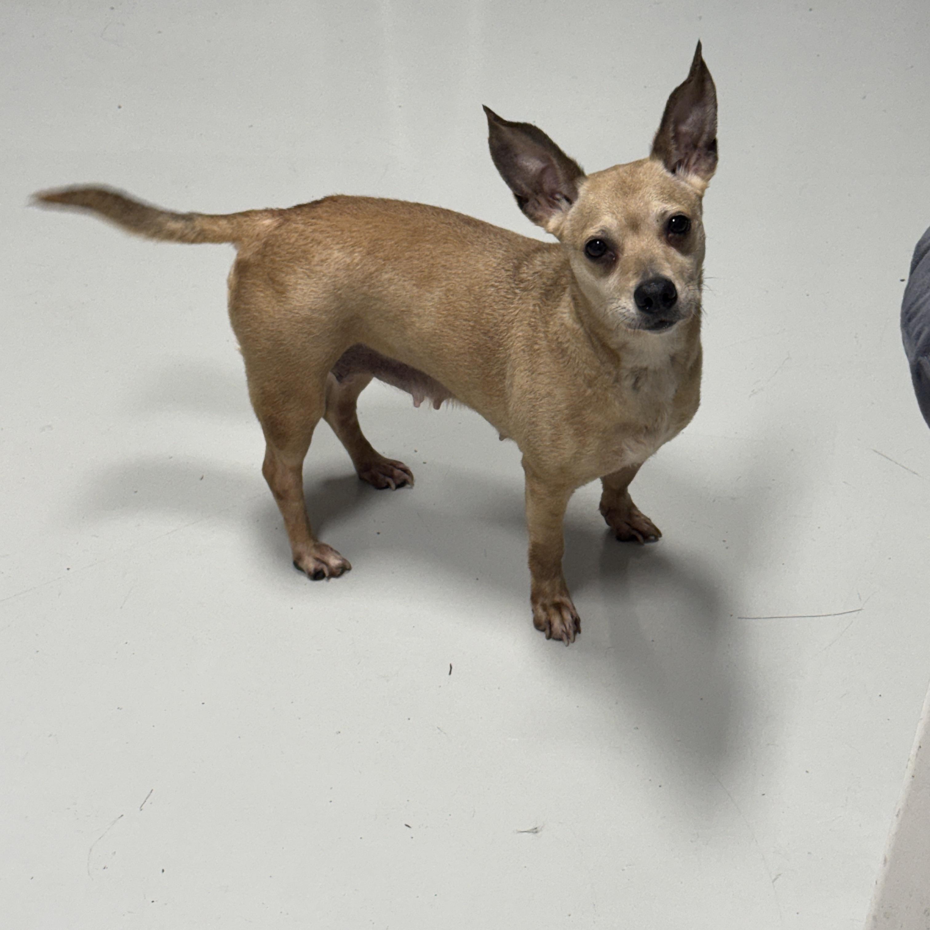 Enlarge Bella, a ADOPTABLE Chihuahua in Hartford, KY image 1/2