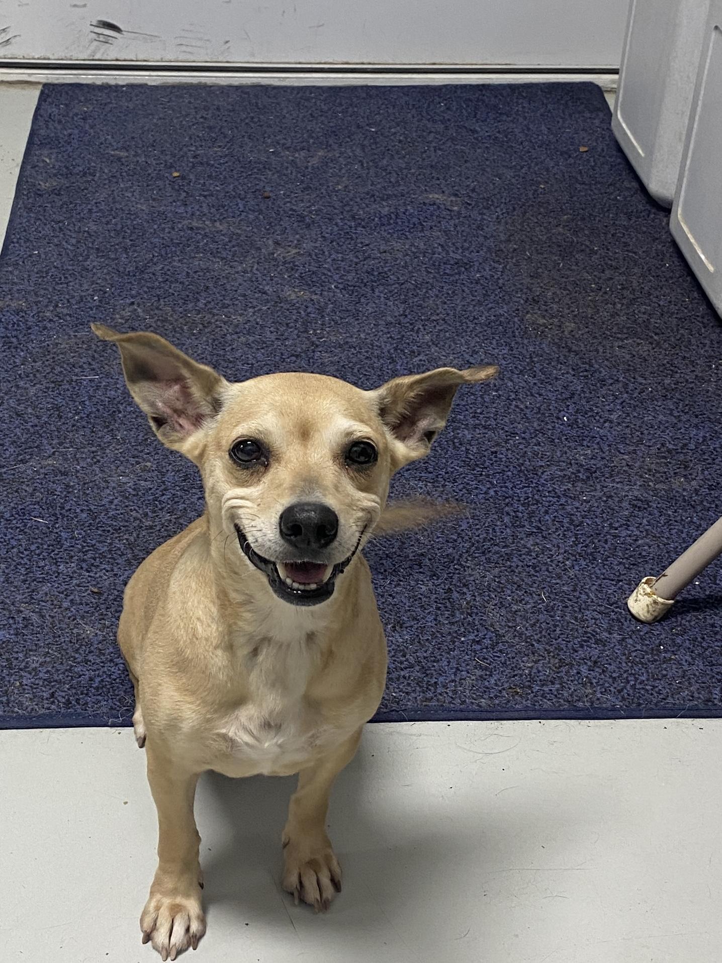 Bella, ADOPTABLE, Adult Female Chihuahua.