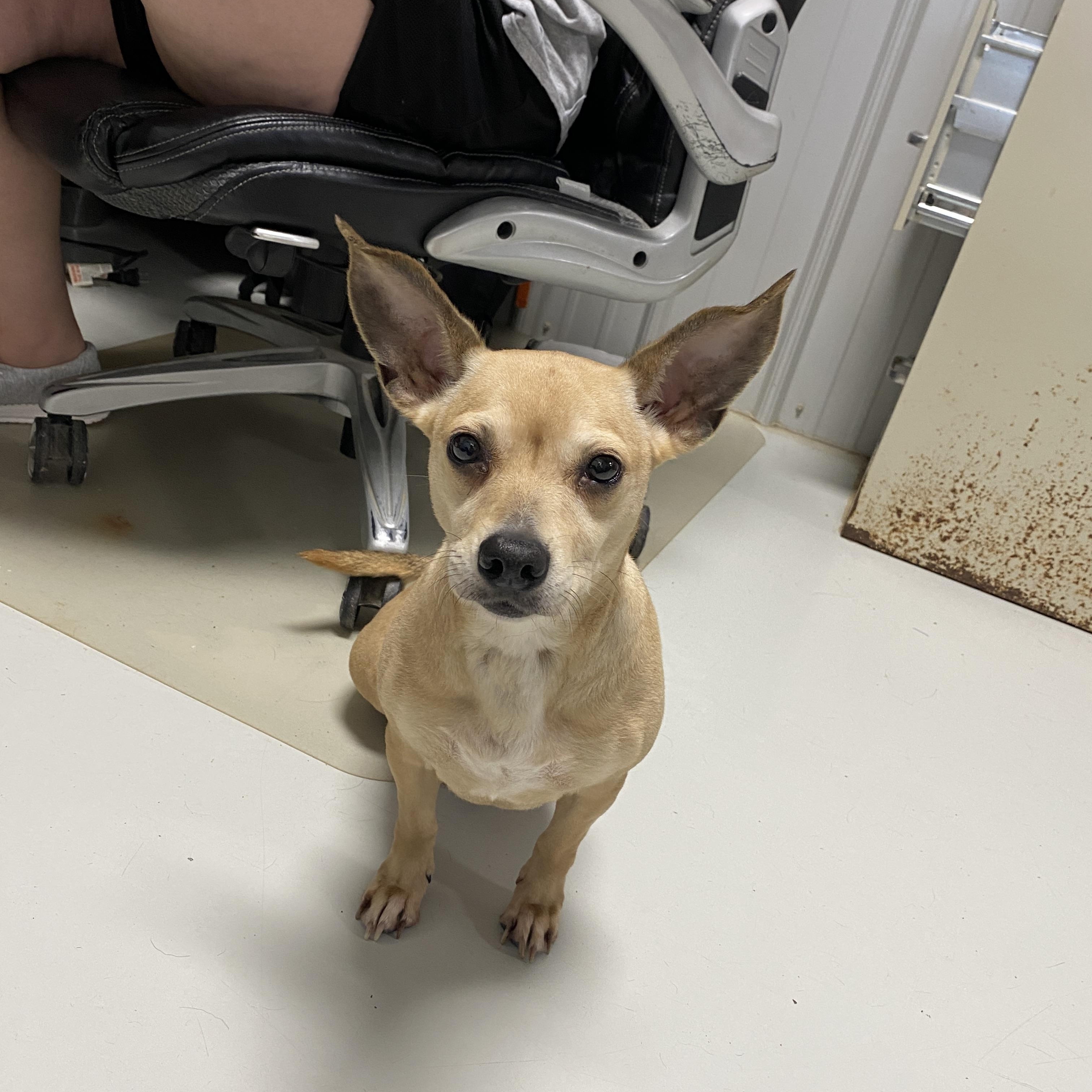 Enlarge Bella, a ADOPTABLE Chihuahua in Hartford, KY image 2/2