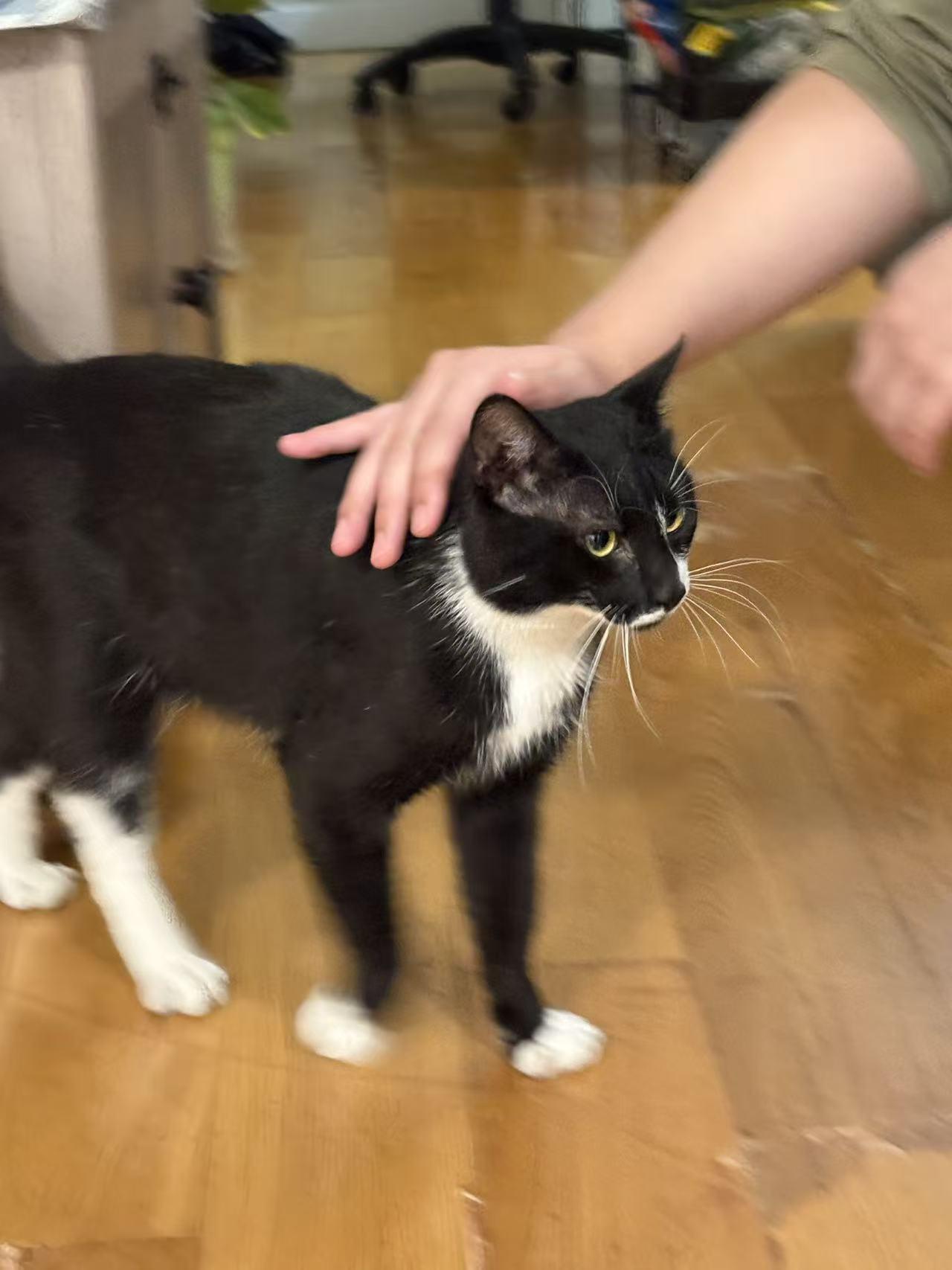 Enlarge Dumpling, a ADOPTABLE mixed breed in Flushing, NY image 3/5