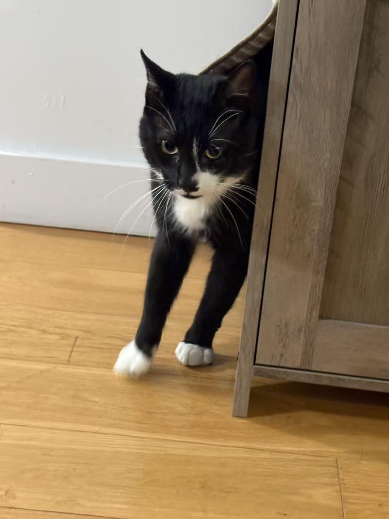 Enlarge Dumpling, a ADOPTABLE mixed breed in Flushing, NY image 4/5