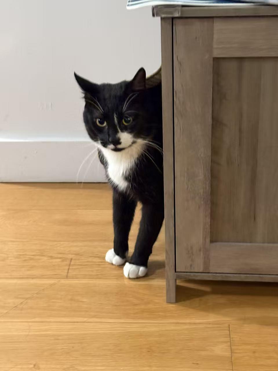 Enlarge Dumpling, a ADOPTABLE mixed breed in Flushing, NY image 5/5