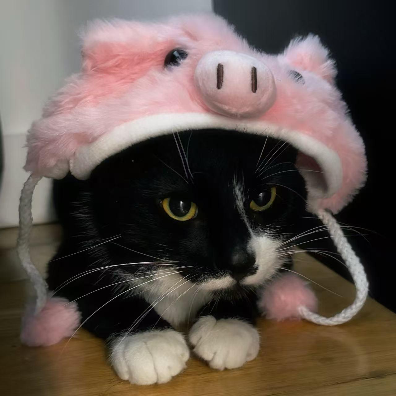 Enlarge Dumpling, a ADOPTABLE mixed breed in Flushing, NY image 1/5