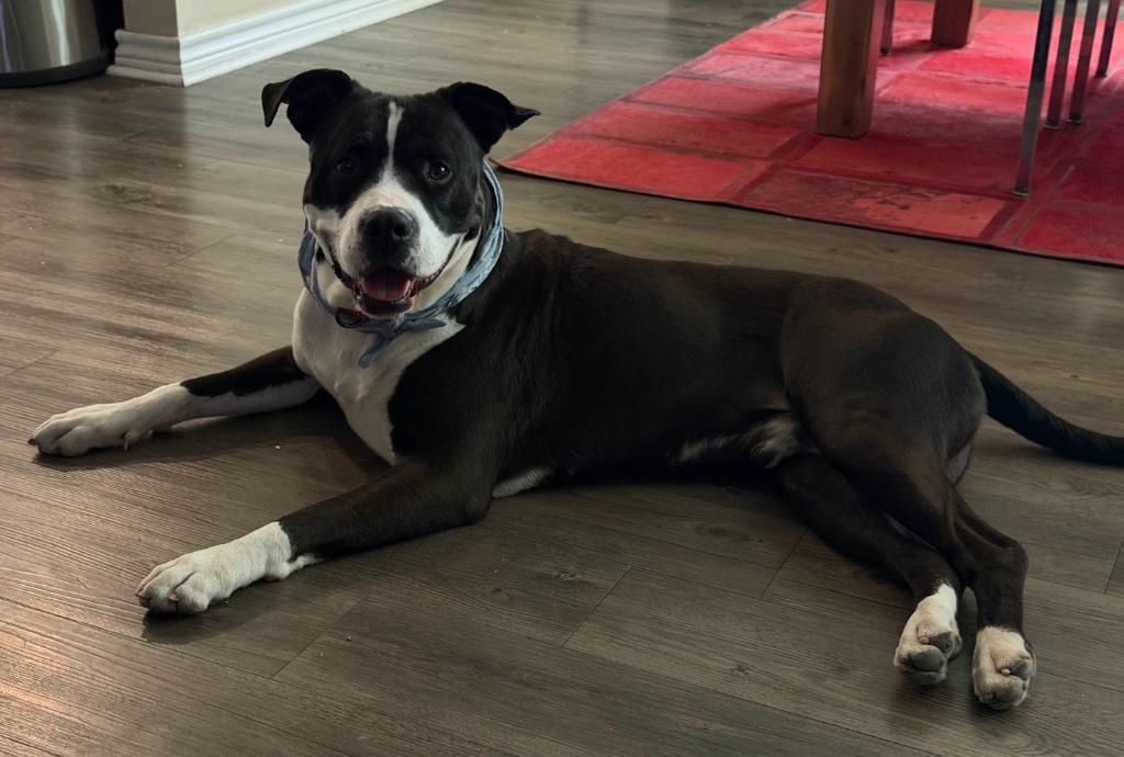 Nacho, Adoptable, Adult Male Pit Bull Terrier.