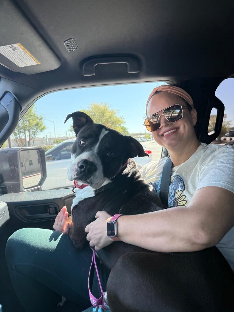 Enlarge Nacho, a Adoptable Pit Bull Terrier in Austin, TX image 2/6