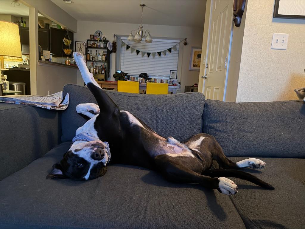 Enlarge Nacho, a Adoptable Pit Bull Terrier in Austin, TX image 3/6