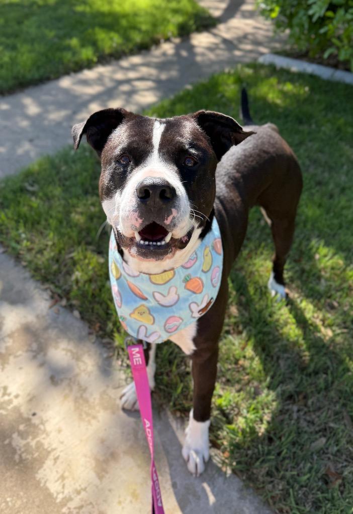 Enlarge Nacho, a Adoptable Pit Bull Terrier in Austin, TX image 3/6