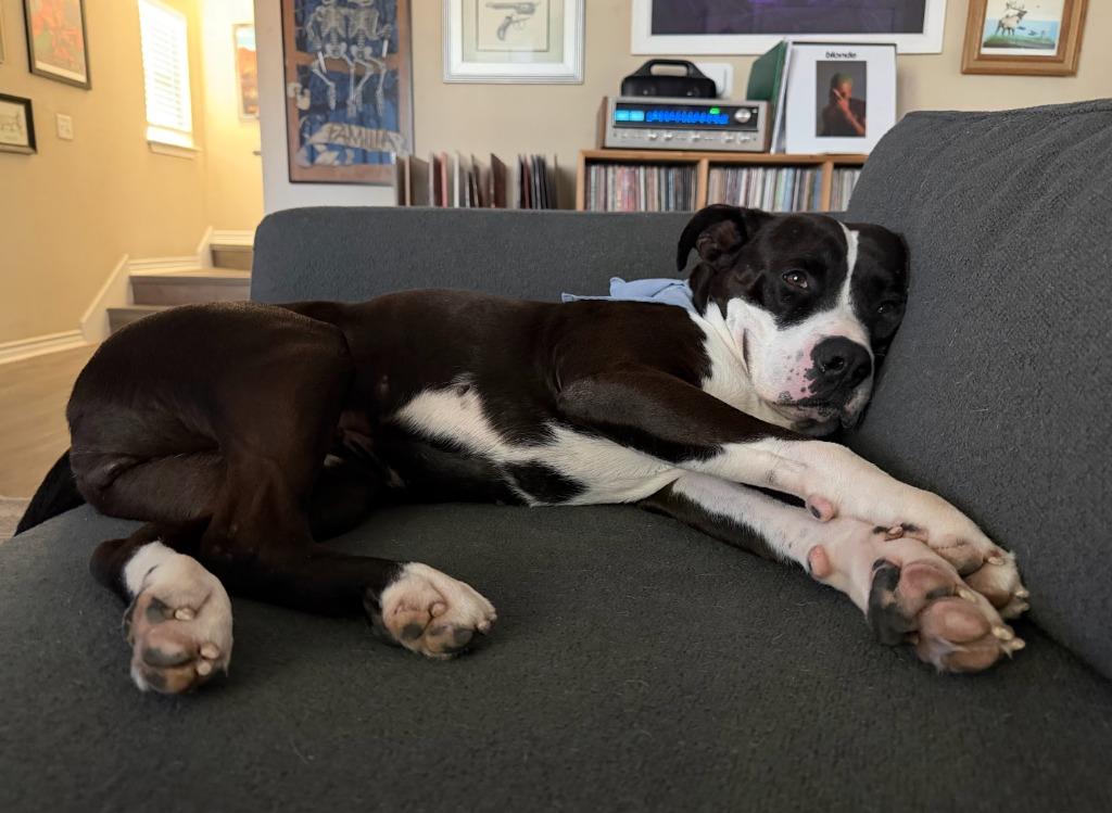 Enlarge Nacho, a Adoptable Pit Bull Terrier in Austin, TX image 4/6