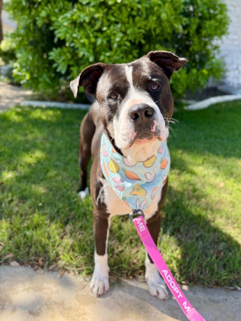 Enlarge Nacho, a Adoptable Pit Bull Terrier in Austin, TX image 5/6