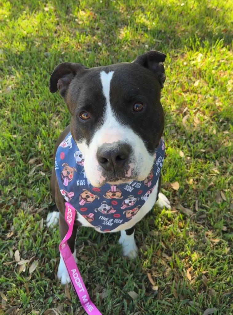 Enlarge Nacho, a Adoptable Pit Bull Terrier in Austin, TX image 6/6