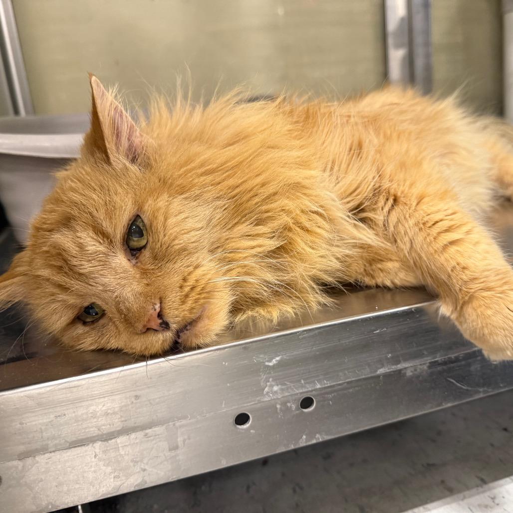 Eugene — thumbnail 4