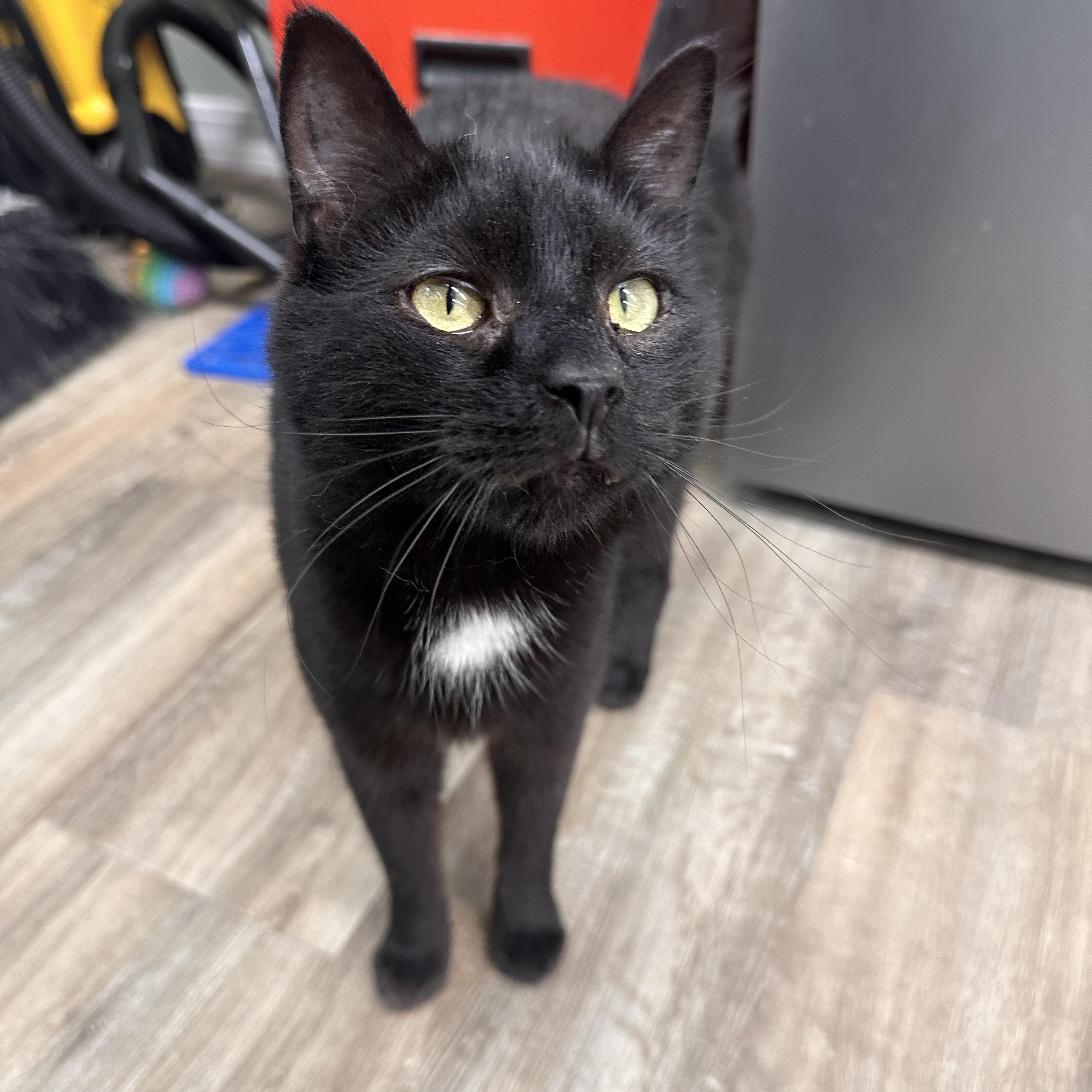 Captain Jack, Adopted, Adult Male American Shorthair.