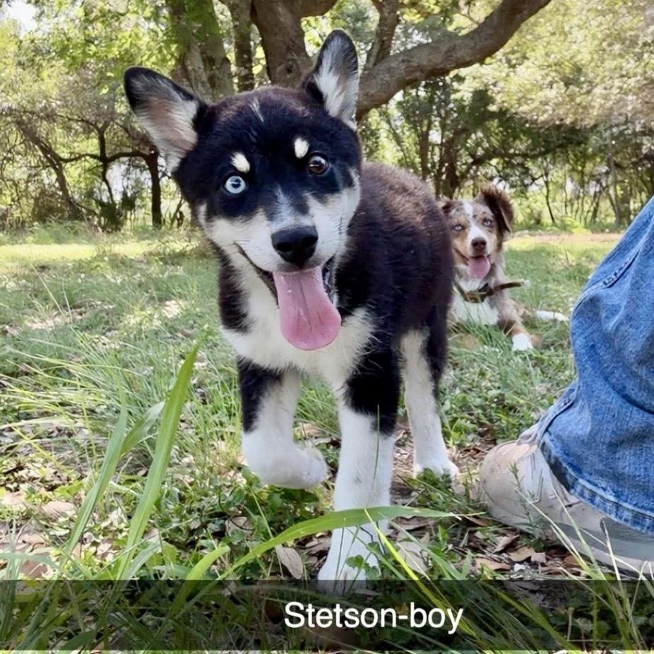 Enlarge Stetson, an adopted mixed breed in Pittsburgh, PA image 4/6