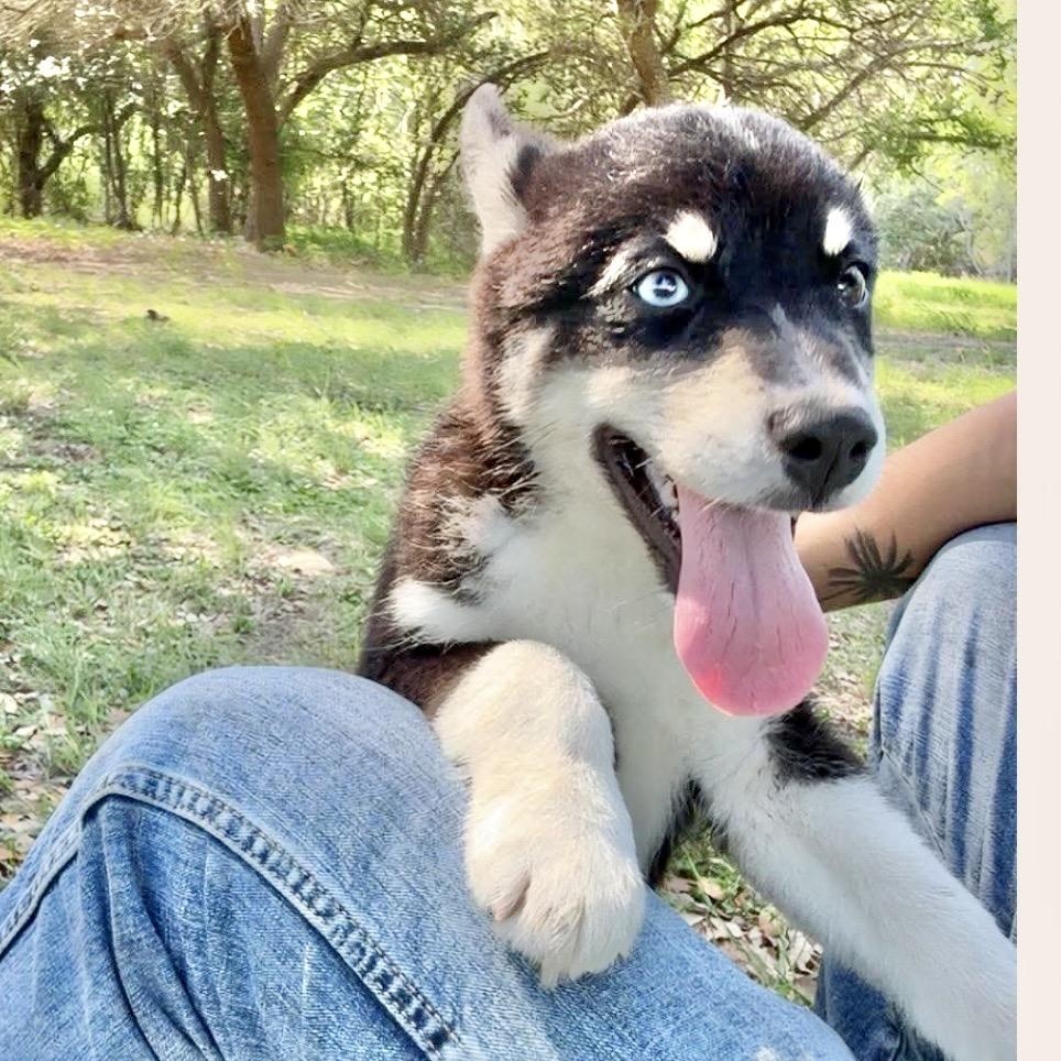 Stetson, adopted, Puppy Male Australian Shepherd.