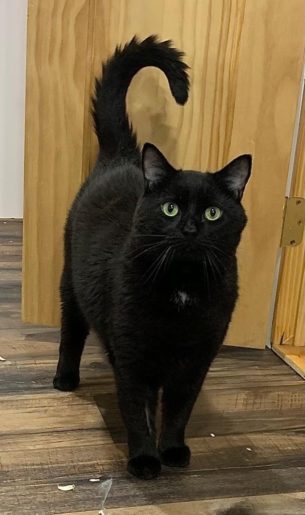 Moss, Adoptable, Adult Male Domestic Short Hair.