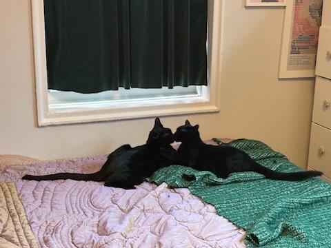 Enlarge Saskatchewan (m) & California (f), a Adoptable Domestic Short Hair in Flushing, NY image 1/5