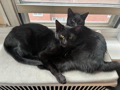 Enlarge Saskatchewan (m) & California (f), a Adoptable Domestic Short Hair in Flushing, NY image 2/5