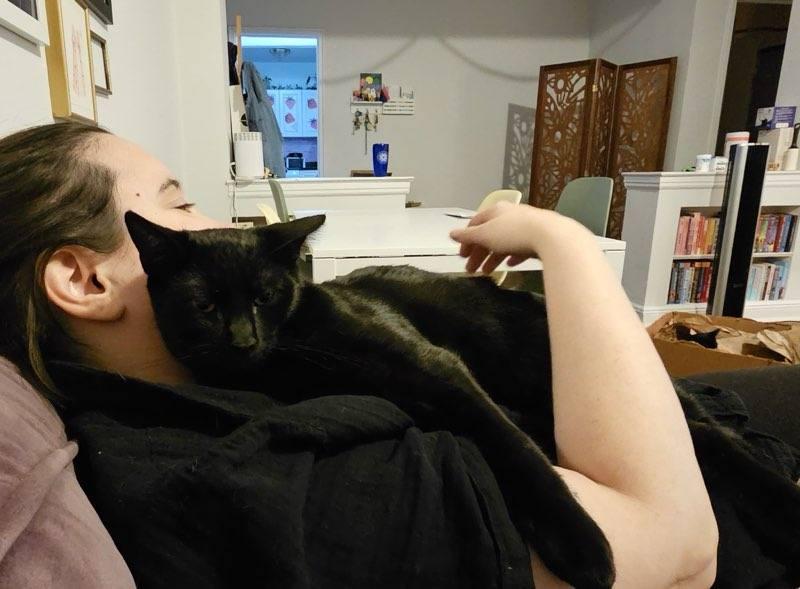 Enlarge Saskatchewan (m) & California (f), a Adoptable Domestic Short Hair in Flushing, NY image 3/5