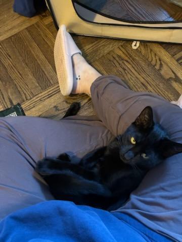 Enlarge Saskatchewan (m) & California (f), a Adoptable Domestic Short Hair in Flushing, NY image 4/5