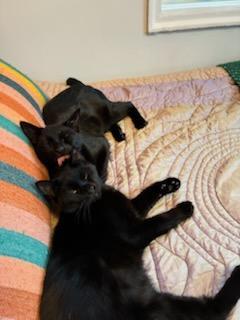 Enlarge Saskatchewan (m) & California (f), a Adoptable Domestic Short Hair in Flushing, NY image 5/5