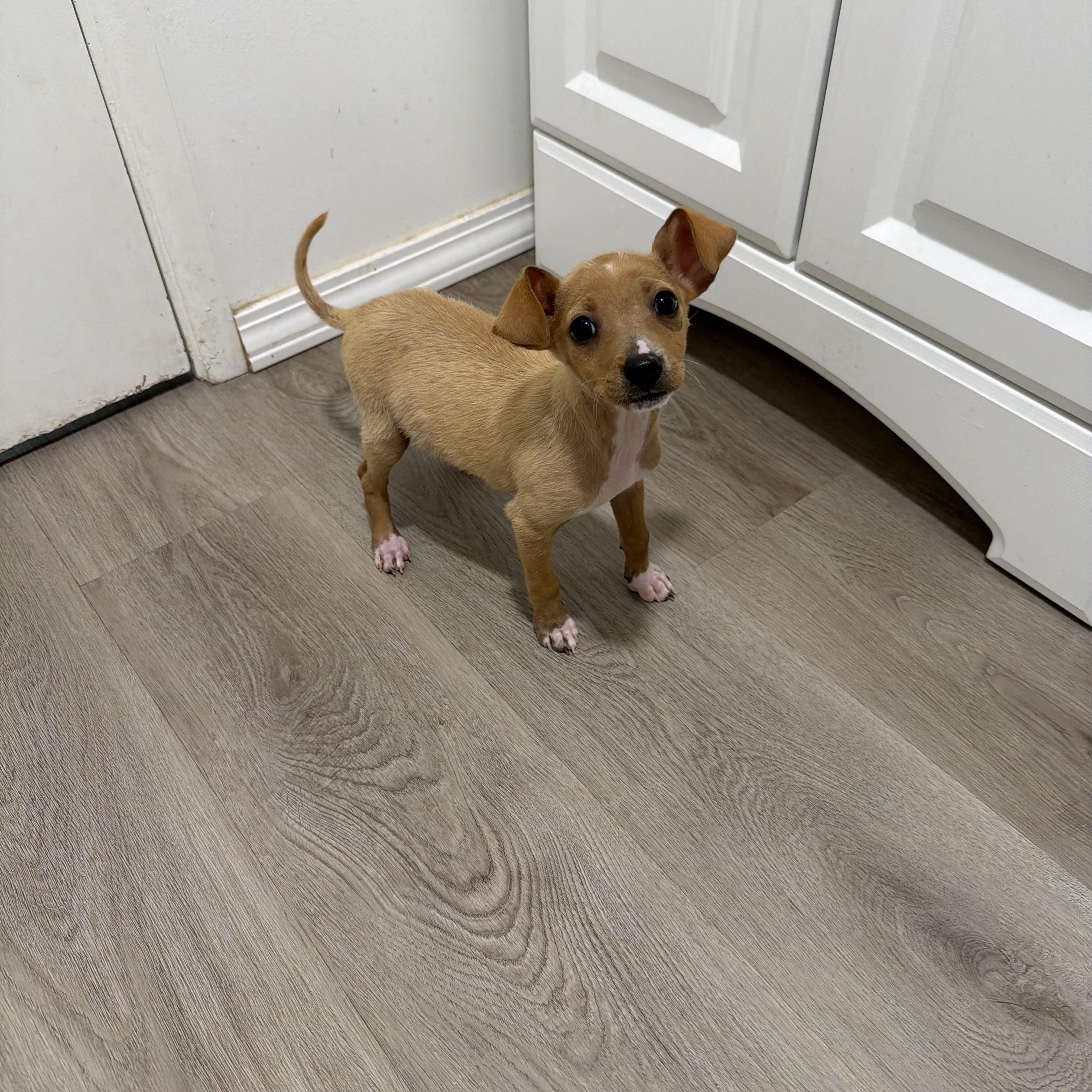 Enlarge Walrus, a Adoptable Chihuahua in San Diego, CA image 2/3