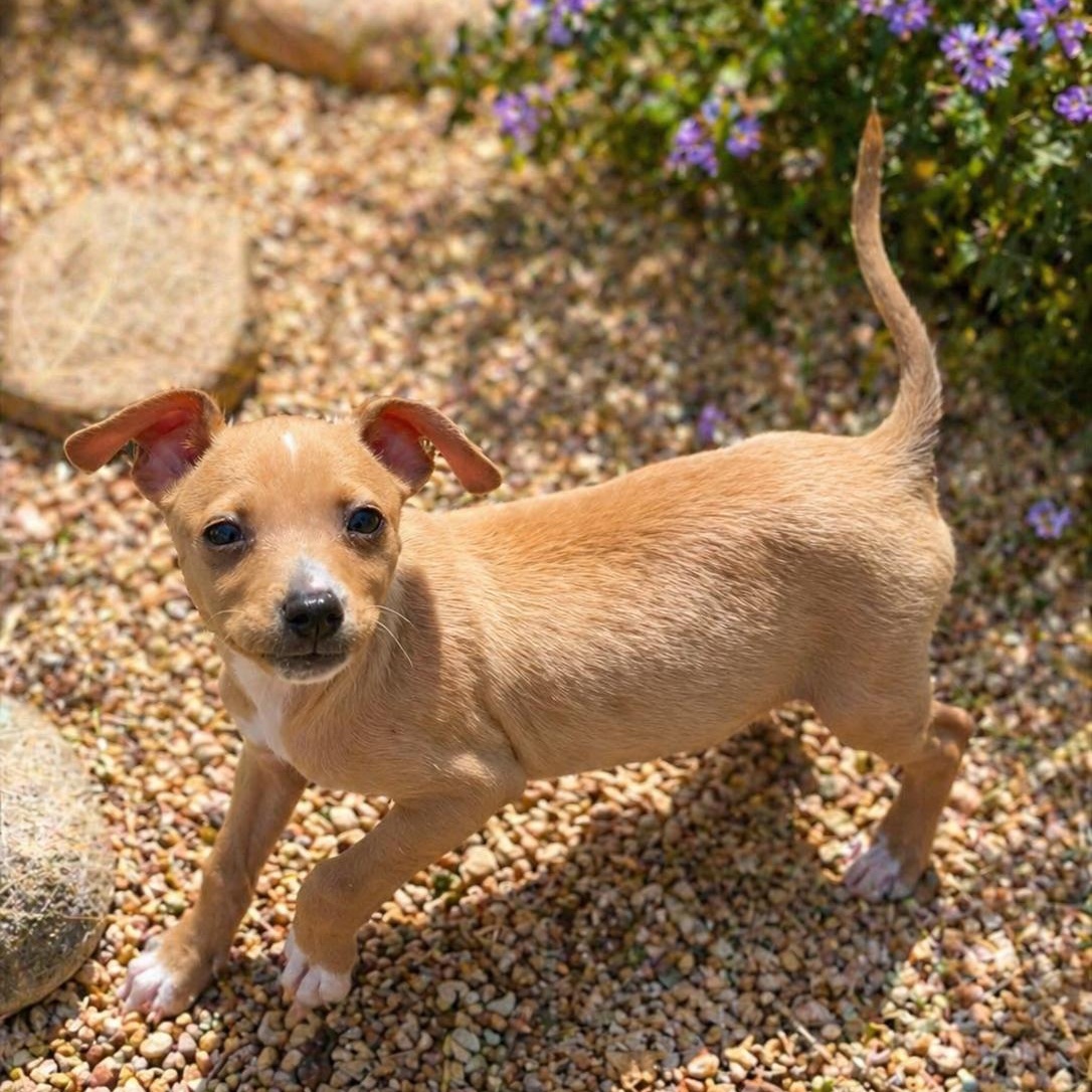 Enlarge Walrus, a Adoptable Chihuahua in San Diego, CA image 1/3