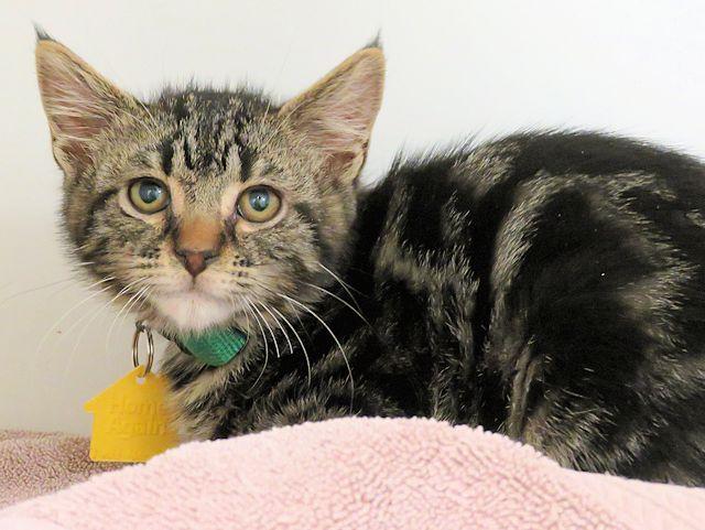 DENNIS THE MENACE, Adoptable, Young Male Domestic Short Hair.