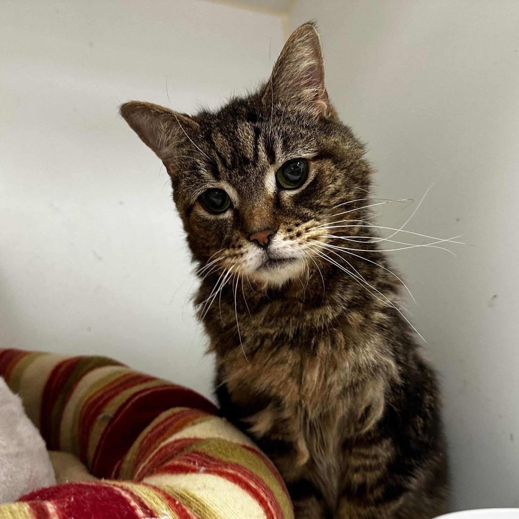 Calamari / Furrari, Adoptable, Senior Female Domestic Medium Hair.