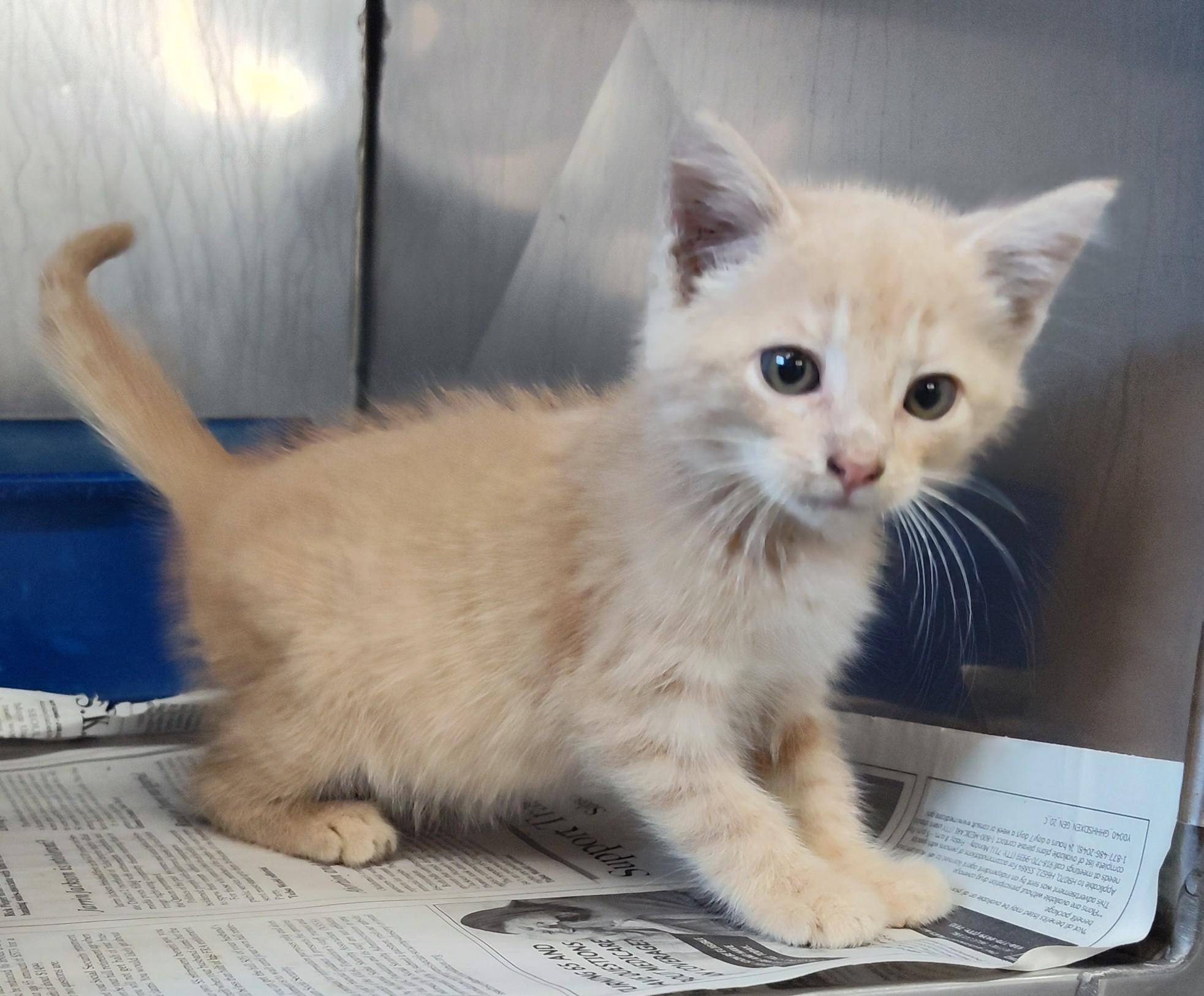 KITTENS, a Adopted mixed breed in Claremore, OK image 1/2