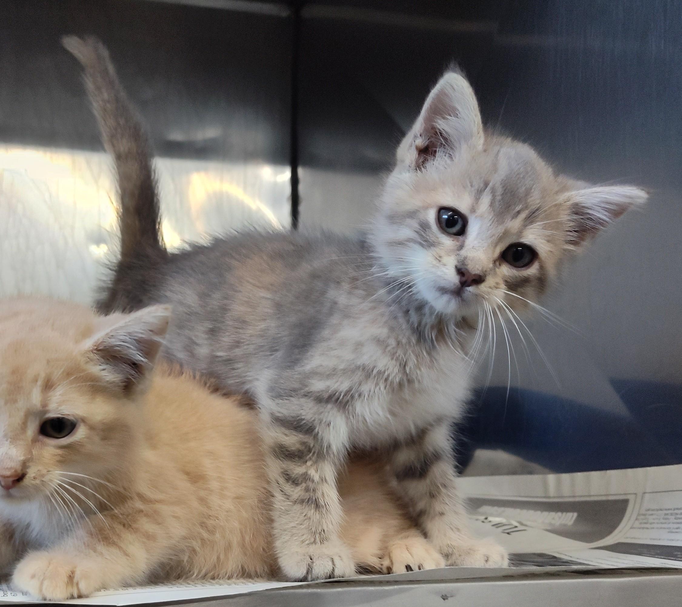 KITTENS, a Adopted mixed breed in Claremore, OK image 2/2